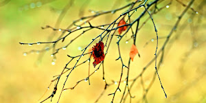 Healthy Food to Indulge at Diet Times